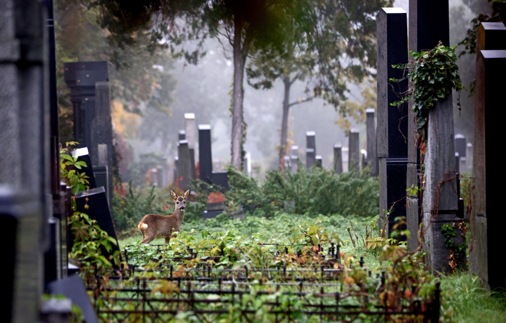 Nghĩa trang đẹp nhất Châu Âu vào mùa thu - Ảnh 4