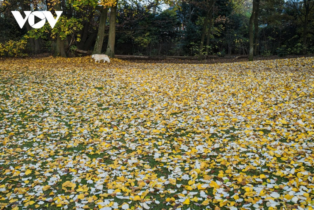 Chiêm ngưỡng phong cảnh mùa thu hữu tình tại Bỉ - Ảnh 10.