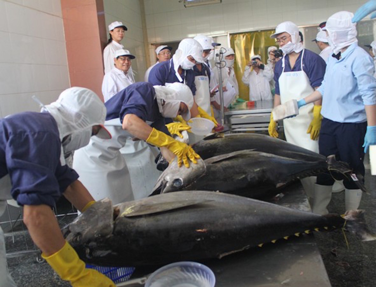 xuất khẩu cá ngừ 1