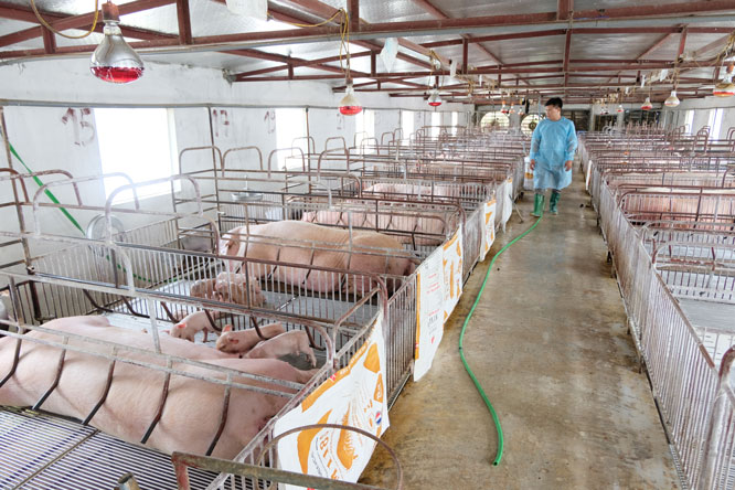 Tái đàn chăn nuôi bảo đảm nguồn cung thực phẩm cuối năm: Chú trọng quản lý tốt dịch bệnh - Ảnh 1.