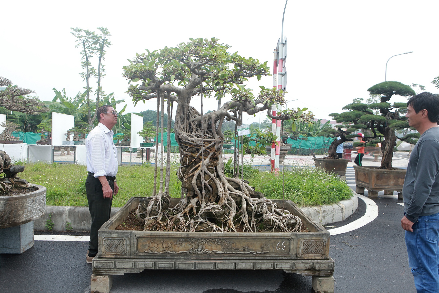 Mãn nhãn cây đa dáng làng có giá 2 tỷ đồng “độc nhất vô nhị” ở Hà Nội - Ảnh 1.