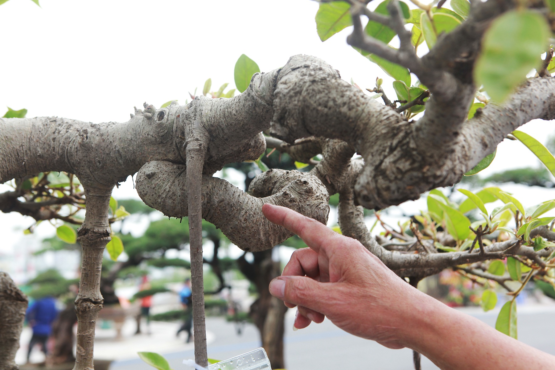 Mãn nhãn cây đa dáng làng có giá 2 tỷ đồng “độc nhất vô nhị” ở Hà Nội - Ảnh 10.