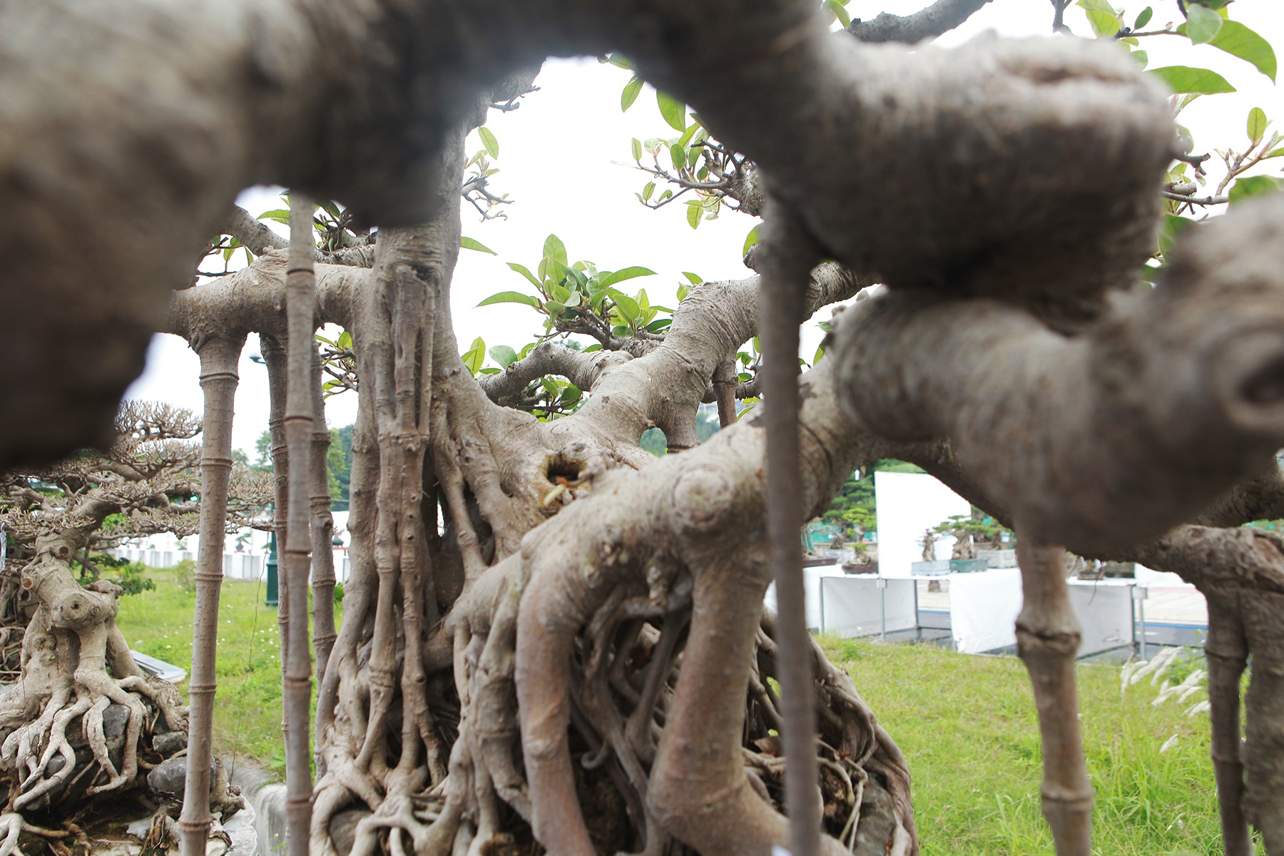 Mãn nhãn cây đa dáng làng có giá 2 tỷ đồng “độc nhất vô nhị” ở Hà Nội - Ảnh 11.