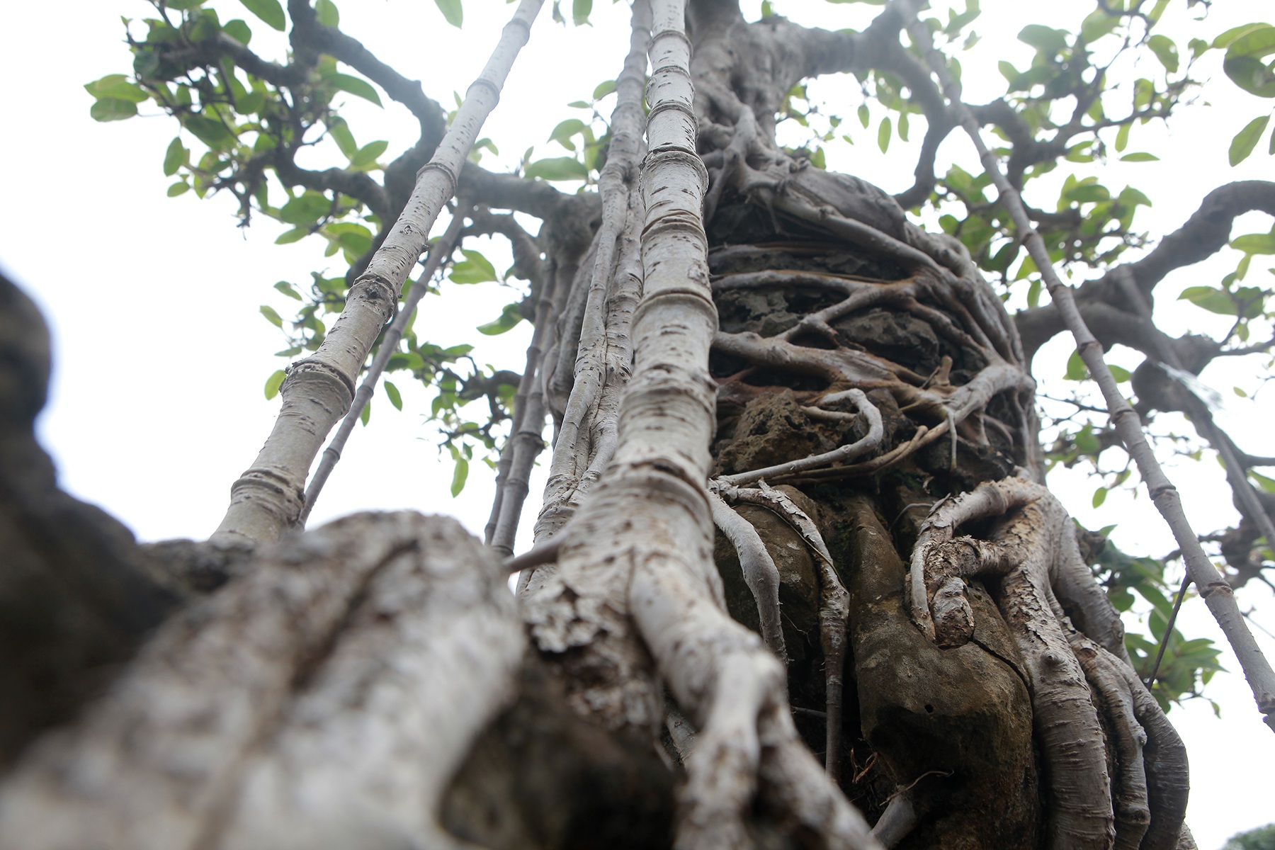 Mãn nhãn cây đa dáng làng có giá 2 tỷ đồng “độc nhất vô nhị” ở Hà Nội - Ảnh 4.