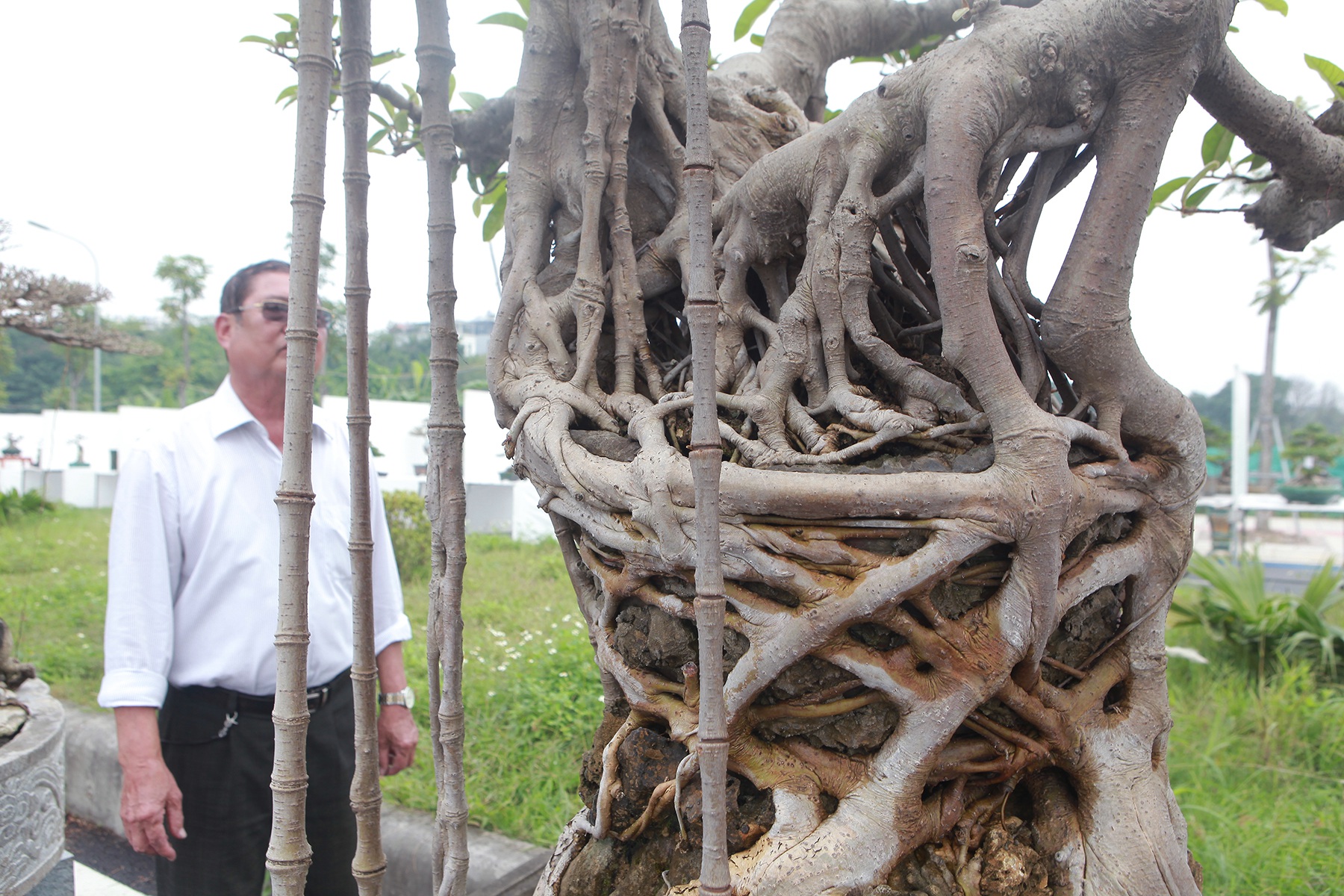 Mãn nhãn cây đa dáng làng có giá 2 tỷ đồng “độc nhất vô nhị” ở Hà Nội - Ảnh 5.