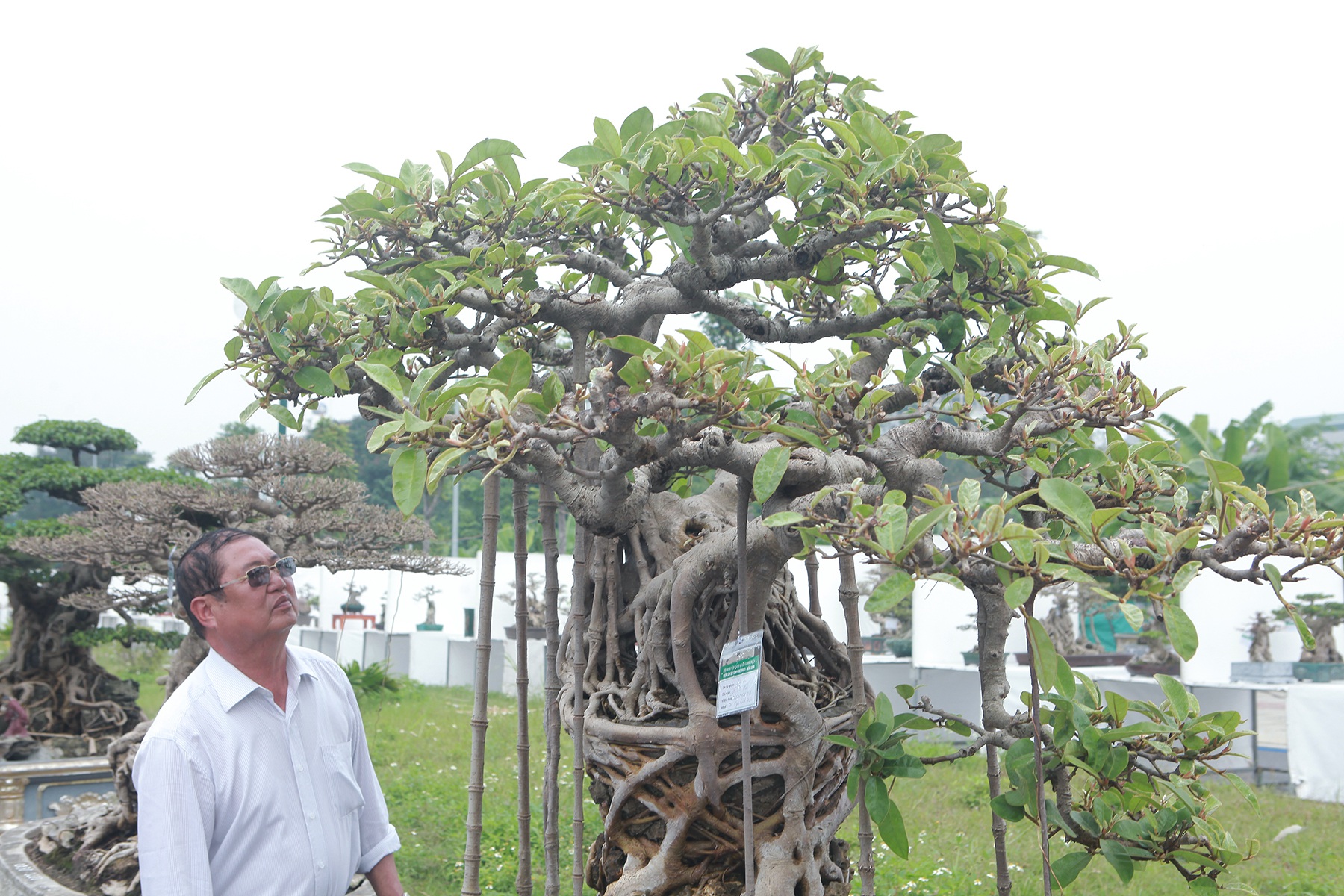 Mãn nhãn cây đa dáng làng có giá 2 tỷ đồng “độc nhất vô nhị” ở Hà Nội - Ảnh 6.