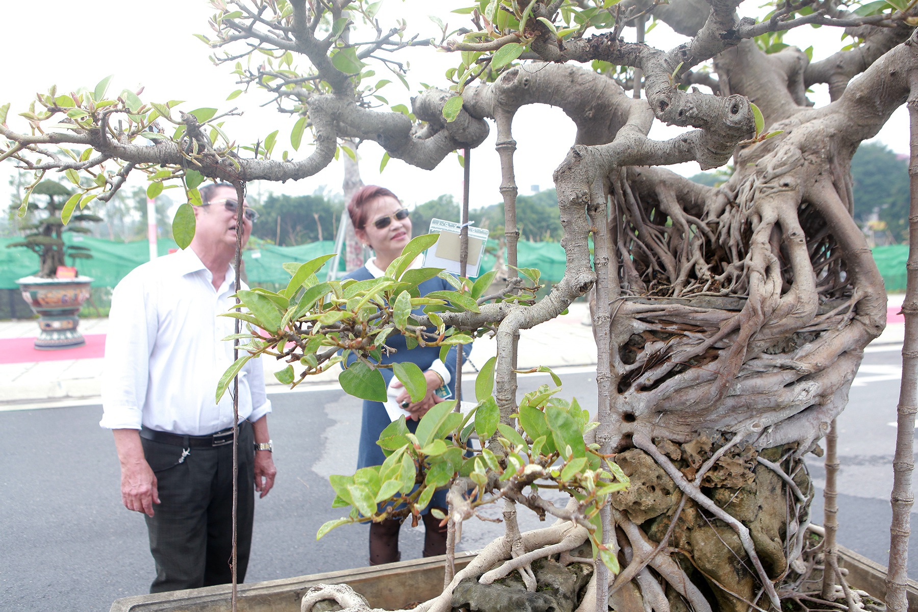 Mãn nhãn cây đa dáng làng có giá 2 tỷ đồng “độc nhất vô nhị” ở Hà Nội - Ảnh 7.