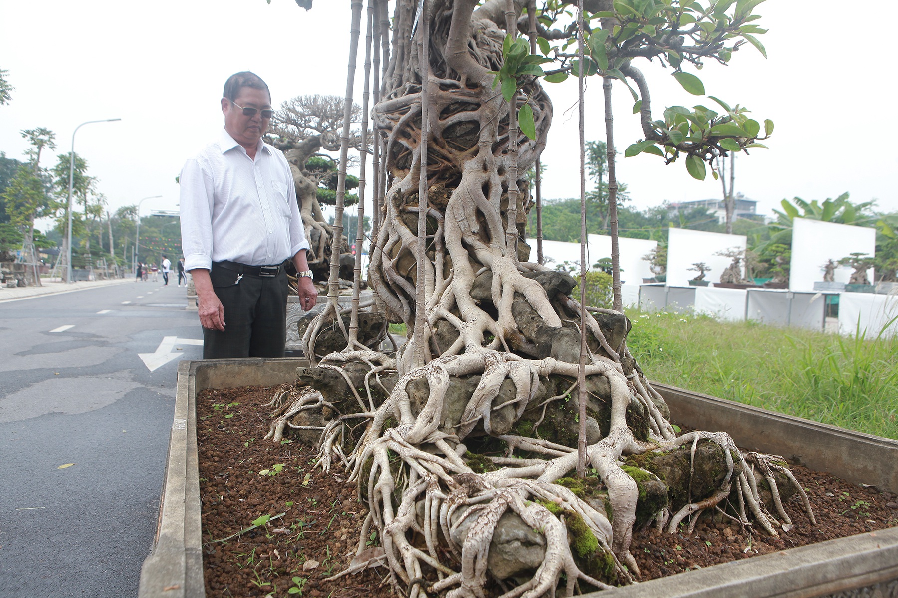 Mãn nhãn cây đa dáng làng có giá 2 tỷ đồng “độc nhất vô nhị” ở Hà Nội - Ảnh 8.