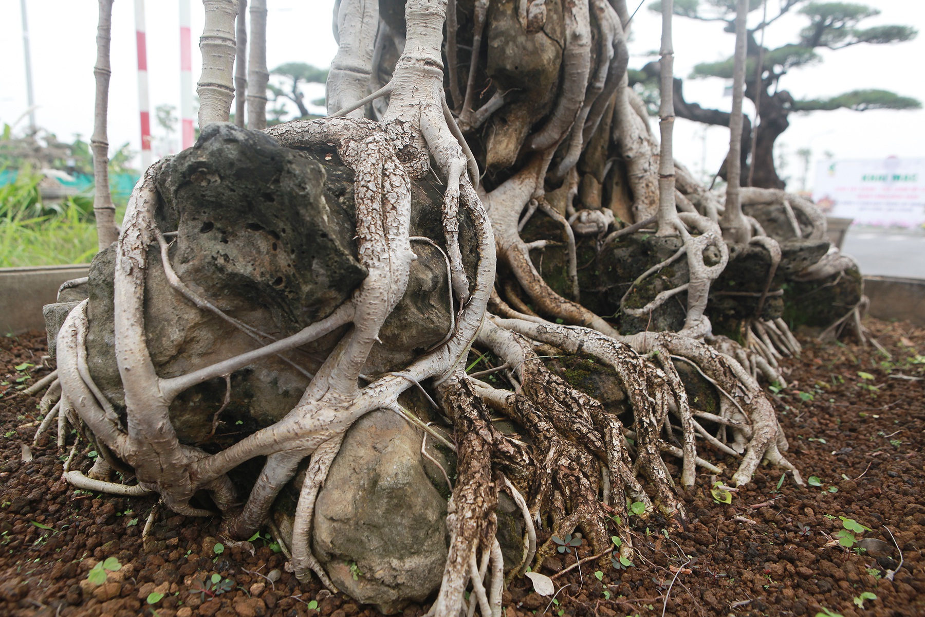 Mãn nhãn cây đa dáng làng có giá 2 tỷ đồng “độc nhất vô nhị” ở Hà Nội - Ảnh 9.