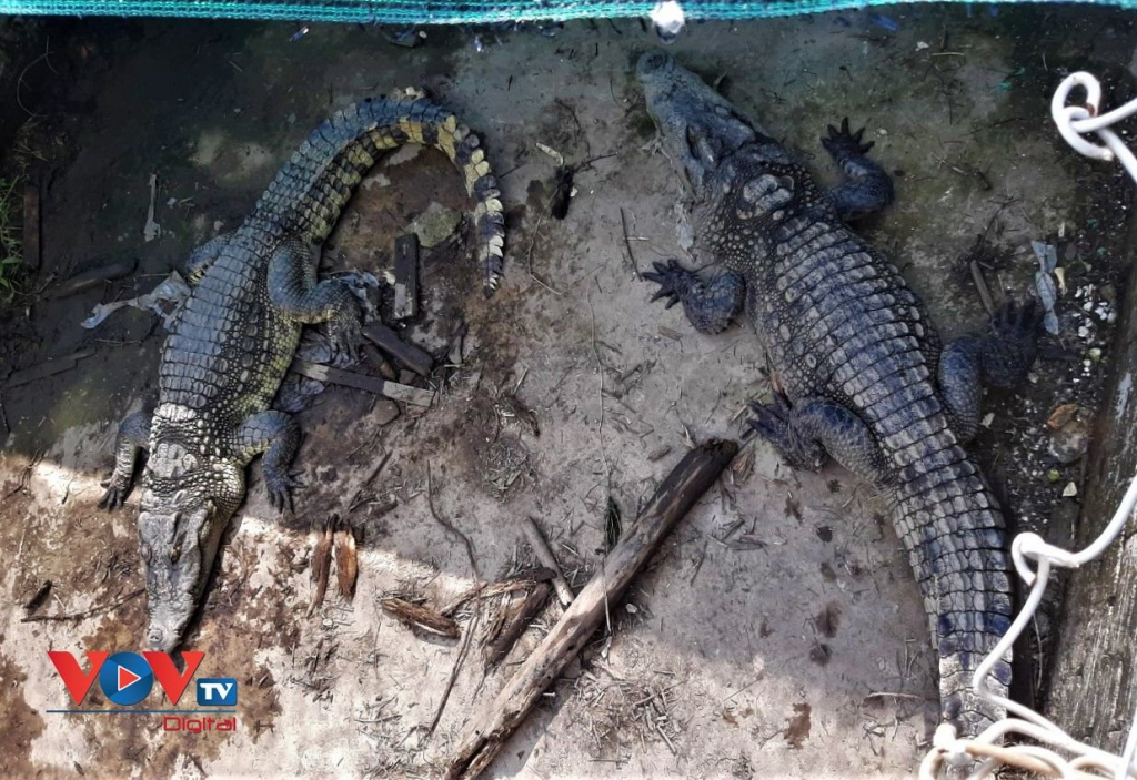 Cá sấu liên tiếp sổng chuồng ở Cà Mau: Người dân lơ là, quy định thiếu chặt chẽ - Ảnh 2.