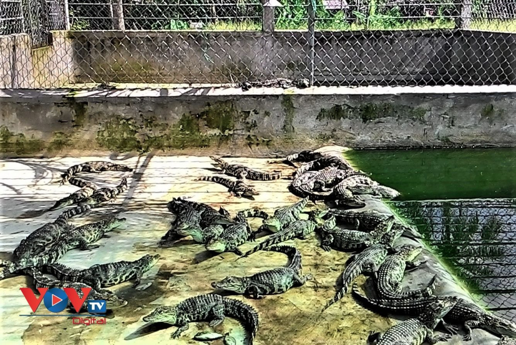 Cá sấu liên tiếp sổng chuồng ở Cà Mau: Người dân lơ là, quy định thiếu chặt chẽ - Ảnh 3.