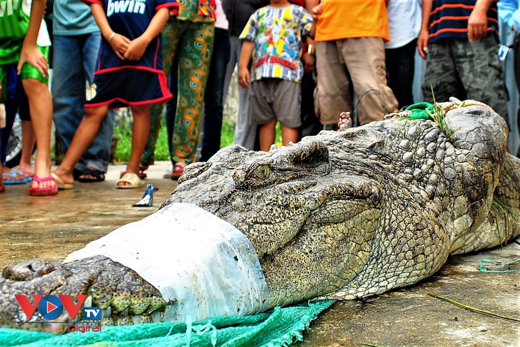 Cá sấu liên tiếp sổng chuồng ở Cà Mau: Người dân lơ là, quy định thiếu chặt chẽ - Ảnh 1.