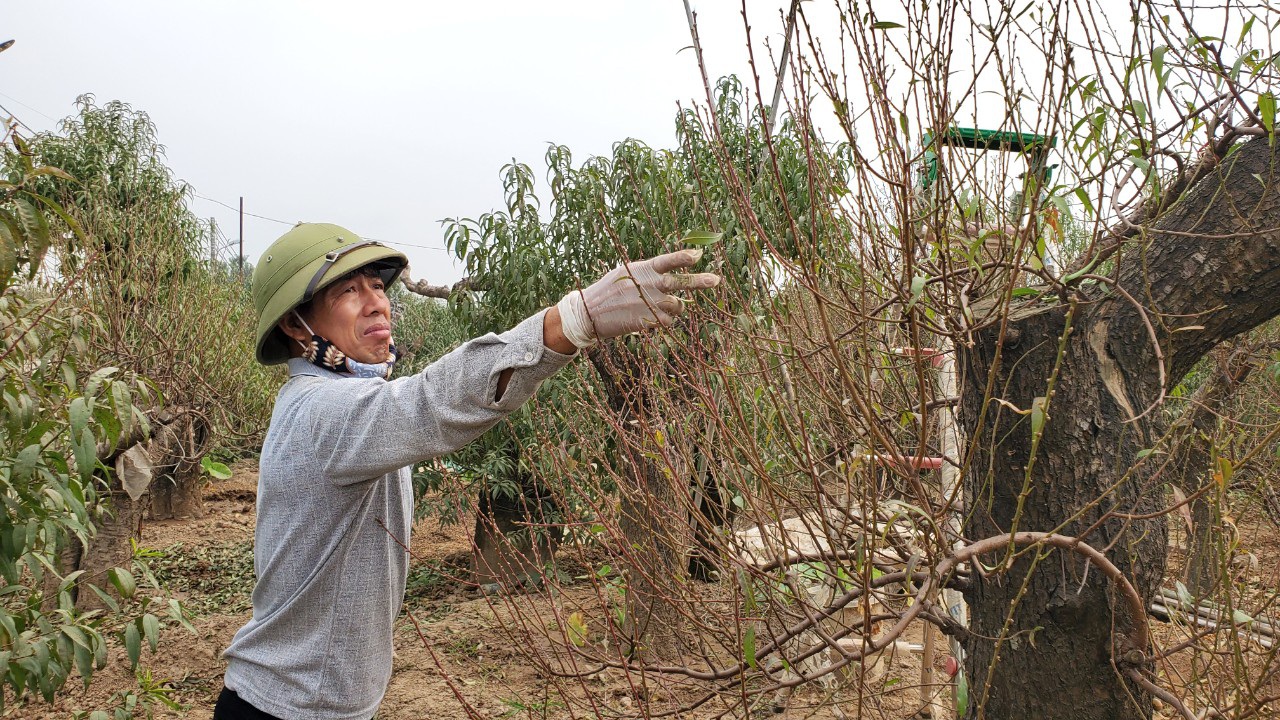 Người làm nghề trồng đào Nhật Tân lo cho vụ mùa dịp Tết Nguyên đán - Ảnh 9.