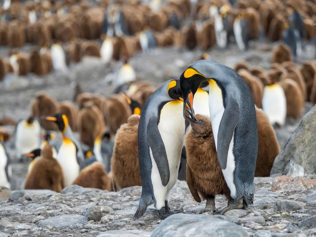 Tảng băng lớn nhất thế giới sắp va vào đảo cư ngụ của hàng triệu con chim cánh cụt - Ảnh 1.