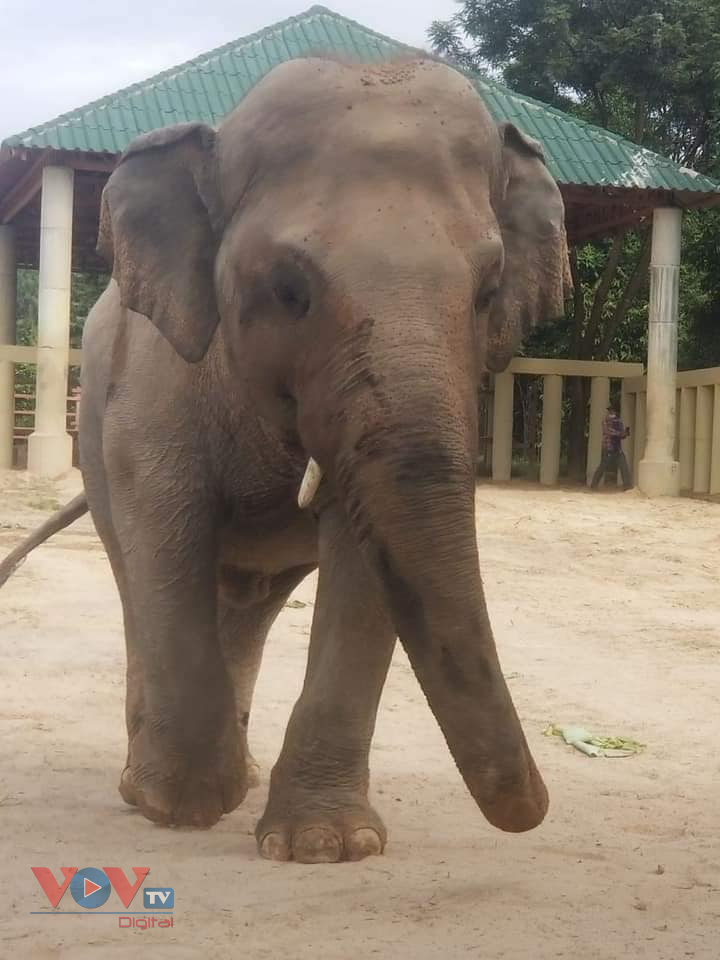 Chú voi cô đơn nhất thế giới đến nhà mới ở Campuchia - Ảnh 3.