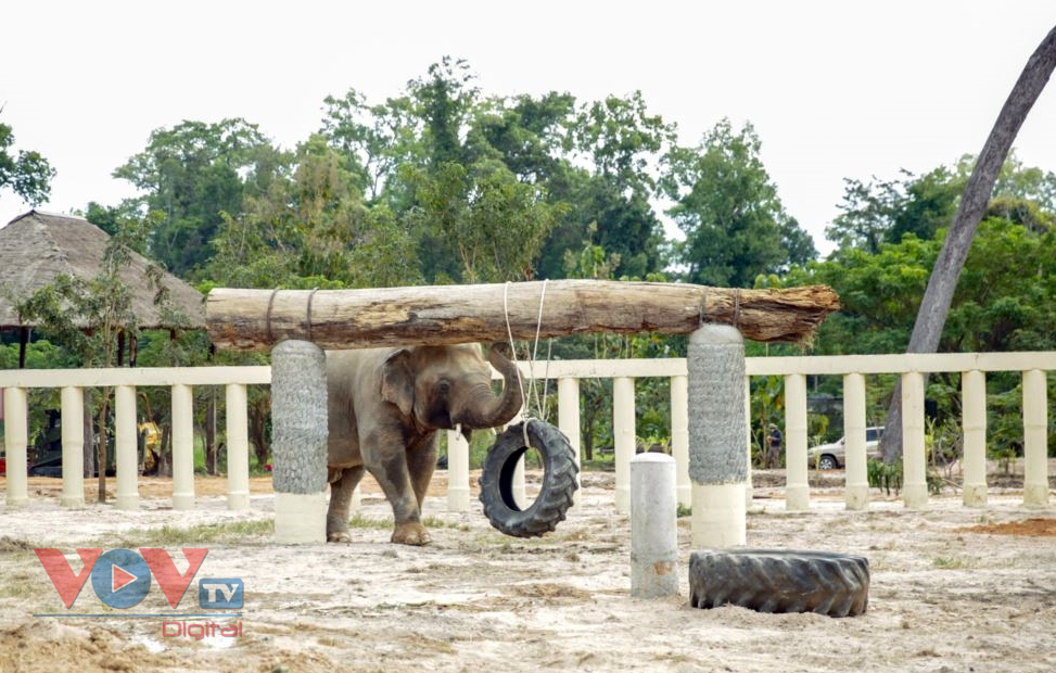 Chú voi cô đơn nhất thế giới đến nhà mới ở Campuchia - Ảnh 4.