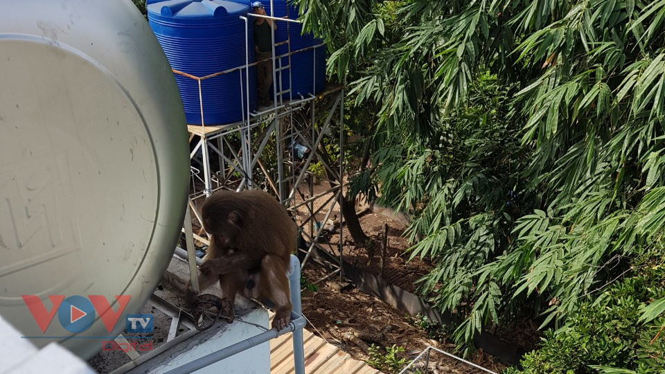 Cá thể khỉ được phát hiện trên mái nhà người dân khu phố 2, phường Tân Định.jpg