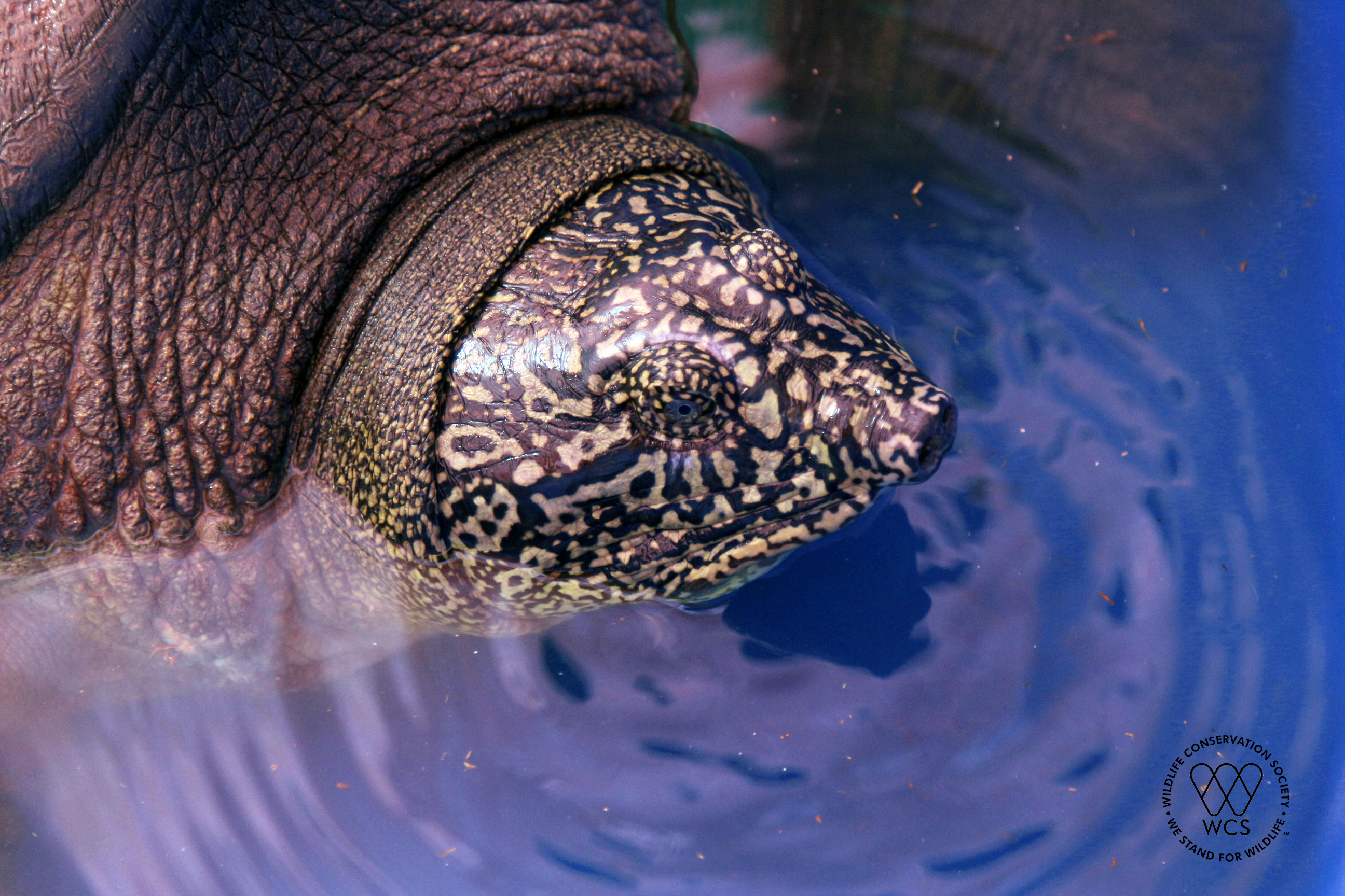 Công bố giới tính rùa Hoàn Kiếm ở hồ Đồng Mô - Ảnh 2.