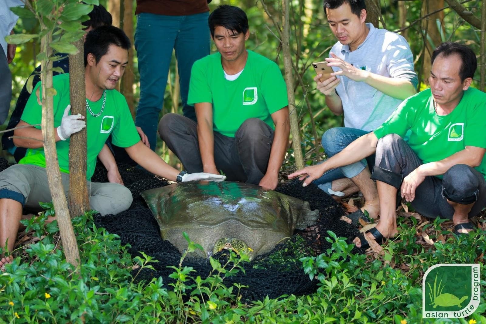 Công bố giới tính rùa Hoàn Kiếm ở hồ Đồng Mô - Ảnh 1.