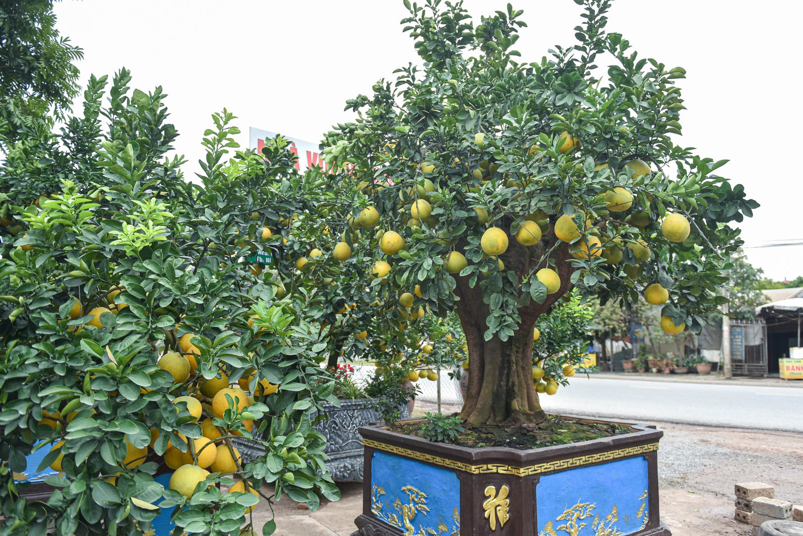 &quot;Đột nhập&quot; vườn bưởi cảnh hơn 2 tỷ đồng ở Hưng Yên - Ảnh 1.