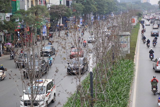 Những cây phong lá đỏ khô héo, nứt toác trên đường phố Hà Nội - Ảnh 8.