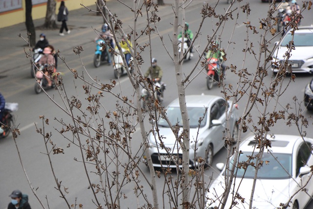Những cây phong lá đỏ khô héo, nứt toác trên đường phố Hà Nội - Ảnh 2.