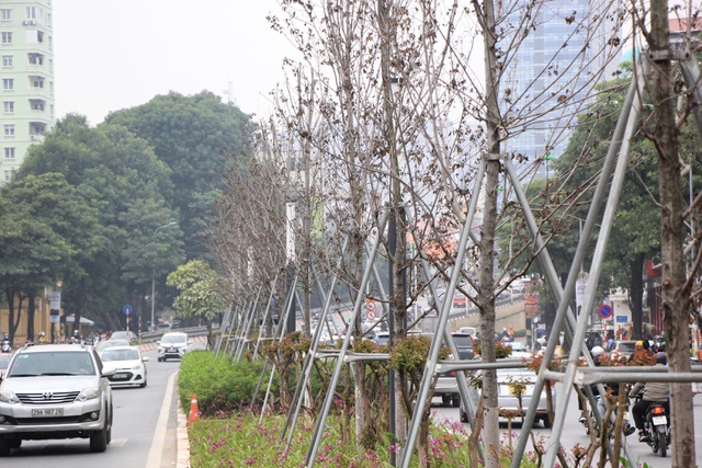 Những cây phong lá đỏ khô héo, nứt toác trên đường phố Hà Nội - Ảnh 1.