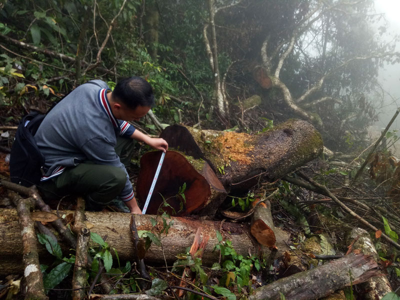 Bắc Kạn: Khởi tố hình sự vụ phá rừng trái phép tại huyện Ngân Sơn - Ảnh 2.