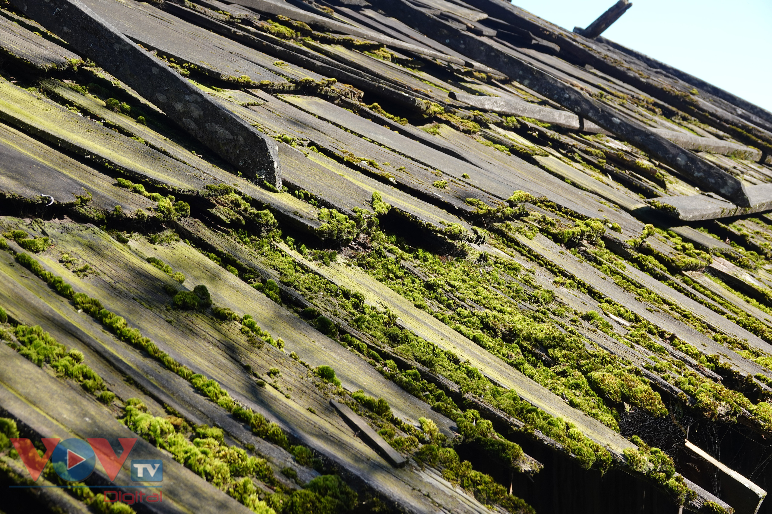 Ngay cả những mái nhà lợp gỗ thông cũng rất nên thơ với những lớp rêu xanh rì