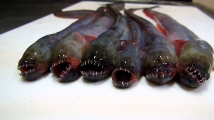 Loài cá có hình thù kỳ dị là đặc sản &quot;săn đón&quot; ở Nhật Bản - Ảnh 1.