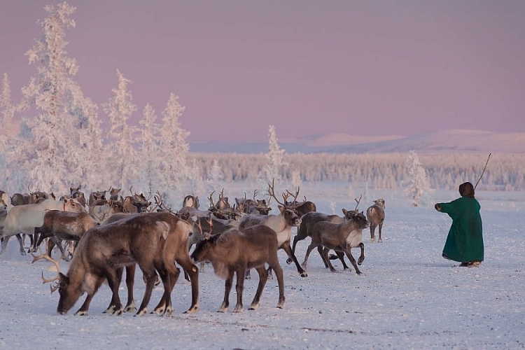 Yamal – Vùng đất của người Nenets, những người chăn tuần lộc du mục cuối cùng trên thế giới - Ảnh 5.