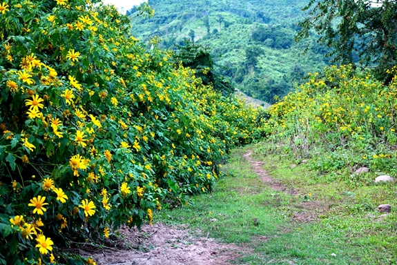 Hoa Dã quỳ nhuộm vàng núi rừng Điện Biên - Ảnh 1.