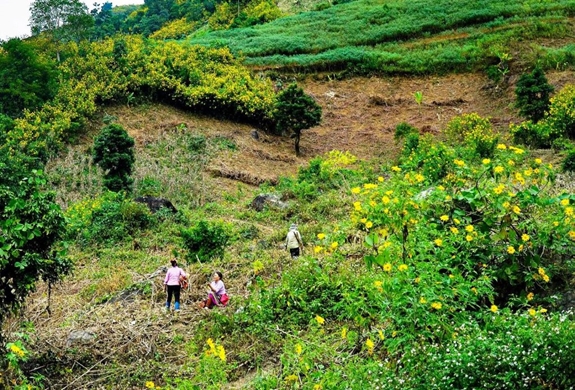 Hoa Dã quỳ nhuộm vàng núi rừng Điện Biên - Ảnh 11.