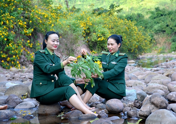 Hoa Dã quỳ nhuộm vàng núi rừng Điện Biên - Ảnh 31.