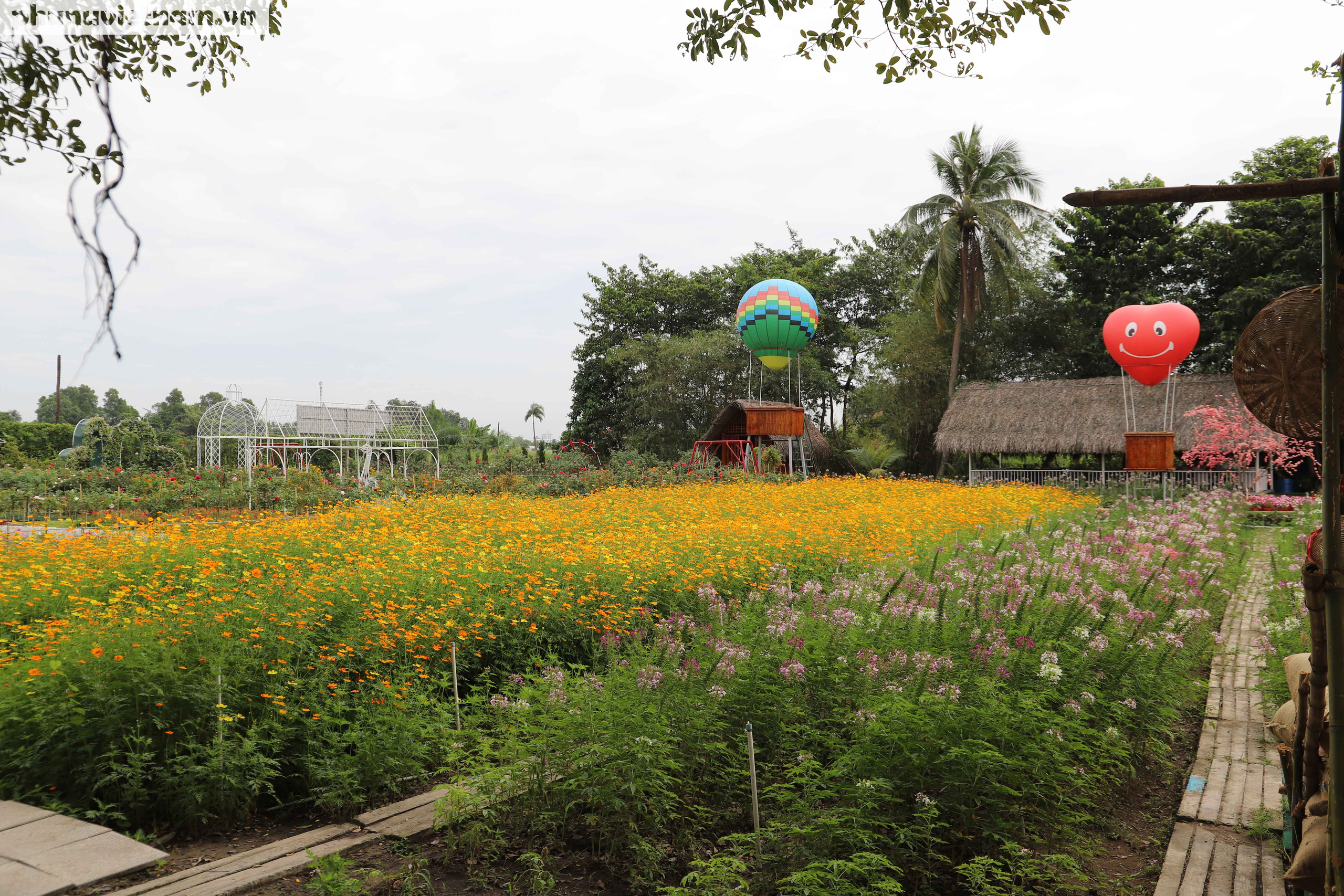 Nghỉ Tết dương lịch 2021: Người Sài Gòn đua nhau check in cánh đồng hoa Hóc Môn - Ảnh 6.