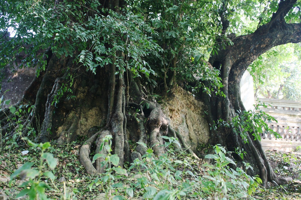 Chuyện ly kỳ về báu vật cây thị thiêng nghìn năm tuổi ở Hà Nội - Ảnh 6.