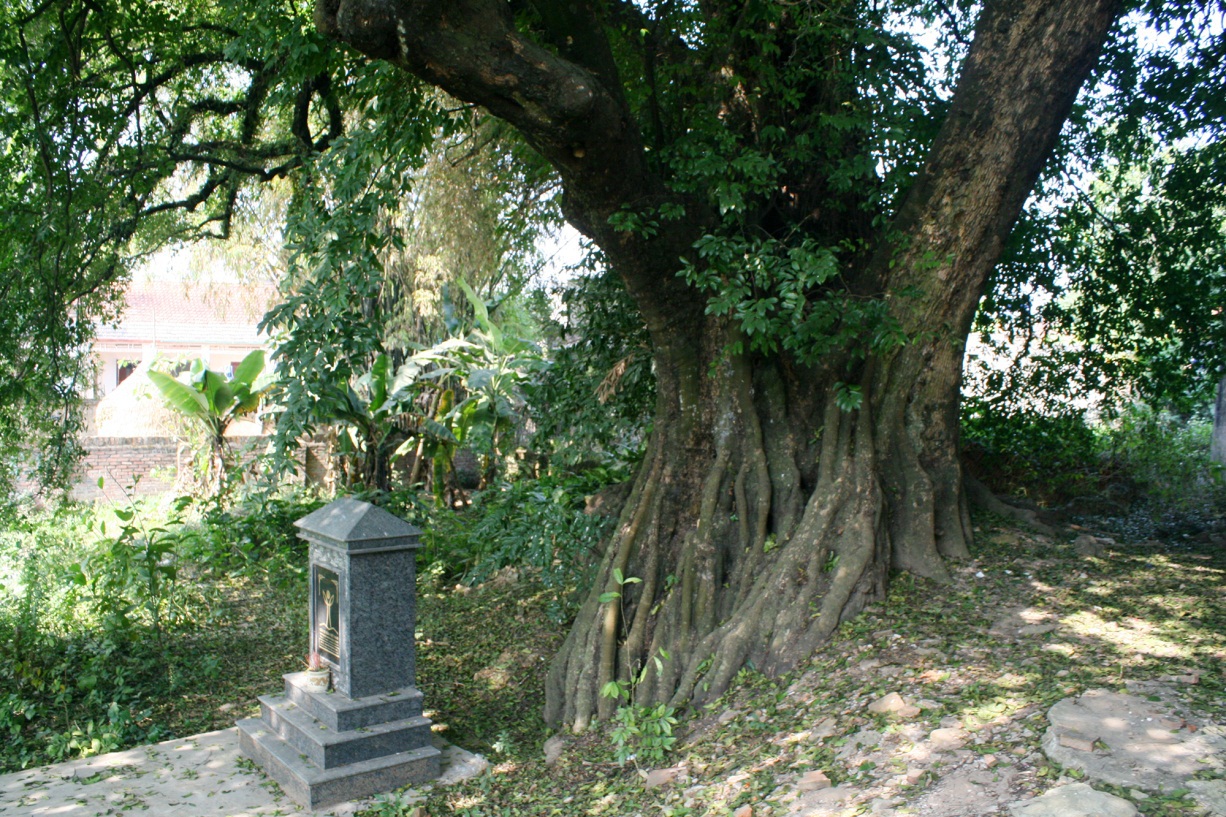 Chuyện ly kỳ về báu vật cây thị thiêng nghìn năm tuổi ở Hà Nội - Ảnh 10.