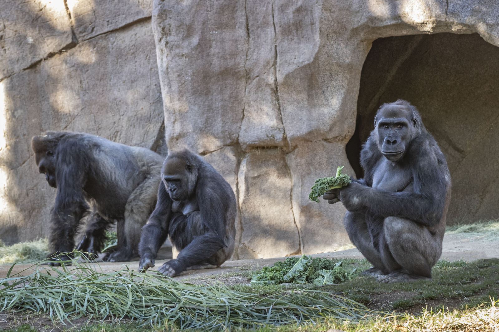 8 con khỉ đột tại vườn thú Mỹ dương tính với SARS-CoV-2 - Ảnh 1.