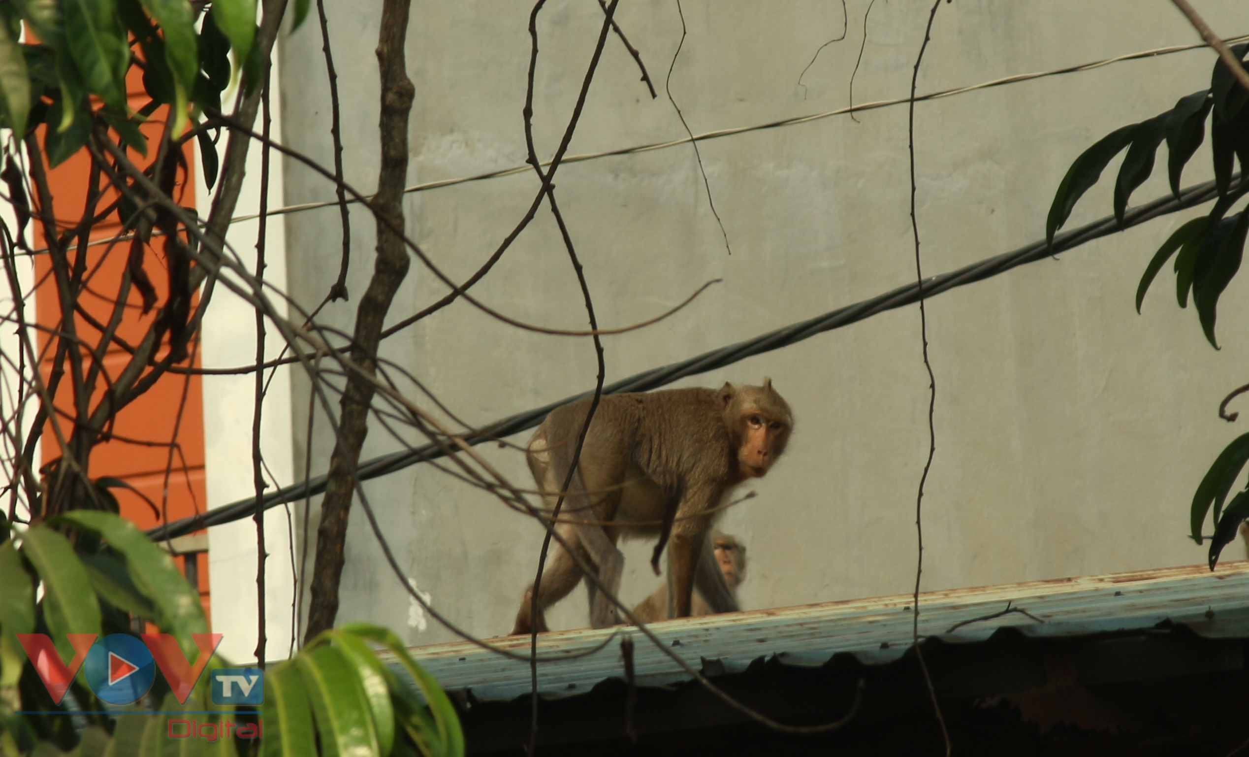 Đàn khỉ khá tinh ranh liên tục di chuyển khi phát hiện lực lượng chức năng vây bắt.jpg
