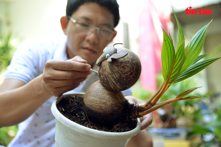 Độc đáo dừa bonsai hình trâu trưng Tết - Ảnh 5.