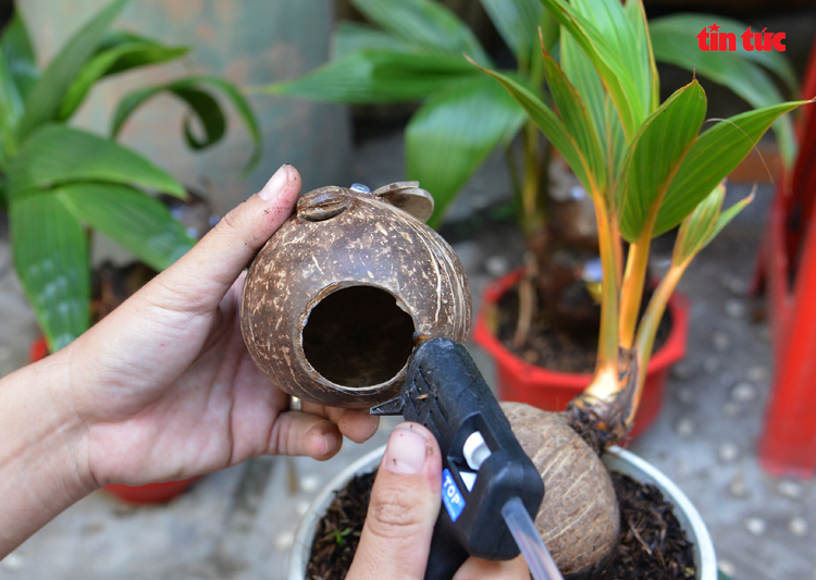 Độc đáo dừa bonsai hình trâu trưng Tết - Ảnh 3.