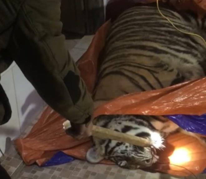 Phát hiện hổ nặng 250kg nằm bất động trong nhà, chủ nhà bỏ trốn - Ảnh 1.