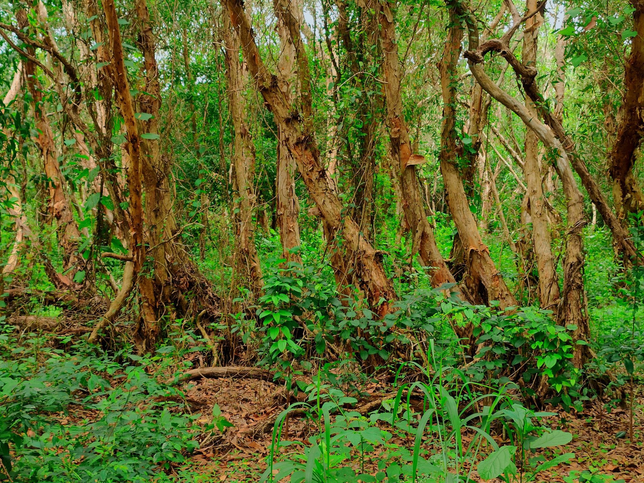 Khu rừng nguyên sinh gần Vũng Tàu hút khách check-in - Ảnh 2.