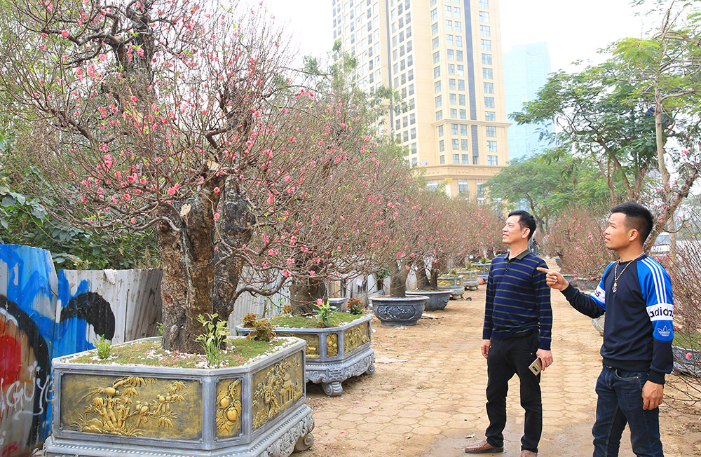 Nhiều loại hoa, cây cảnh giá &quot;khủng&quot; khoe sắc trên đường phố Hà Nội - Ảnh 2.