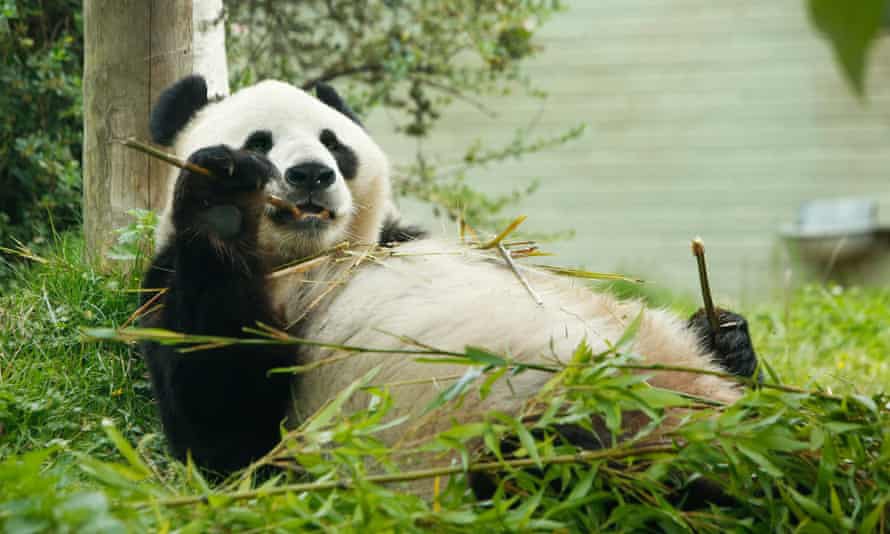 Vườn thú Scotland có thể phải trả gấu trúc về Trung Quốc - Ảnh 1.