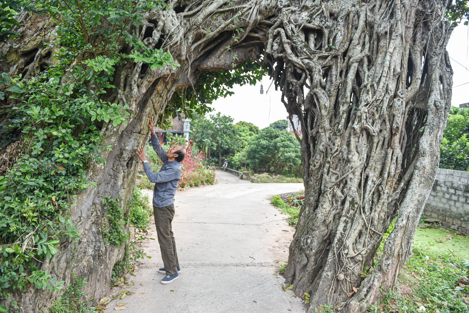 Cây đa 500 tuổi có bộ rễ khủng tạo thành cổng làng 'độc' nhất ở Hưng Yên - Ảnh 4.
