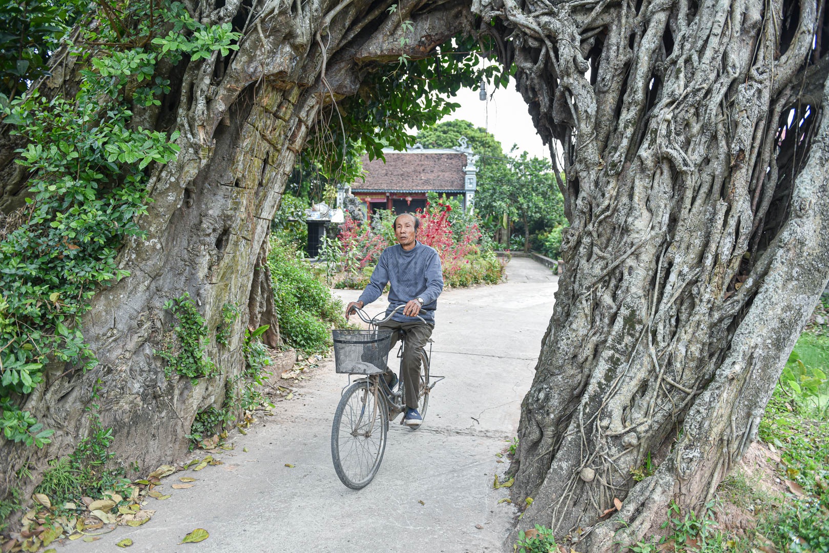 Cây đa 500 tuổi có bộ rễ khủng tạo thành cổng làng 'độc' nhất ở Hưng Yên - Ảnh 1.