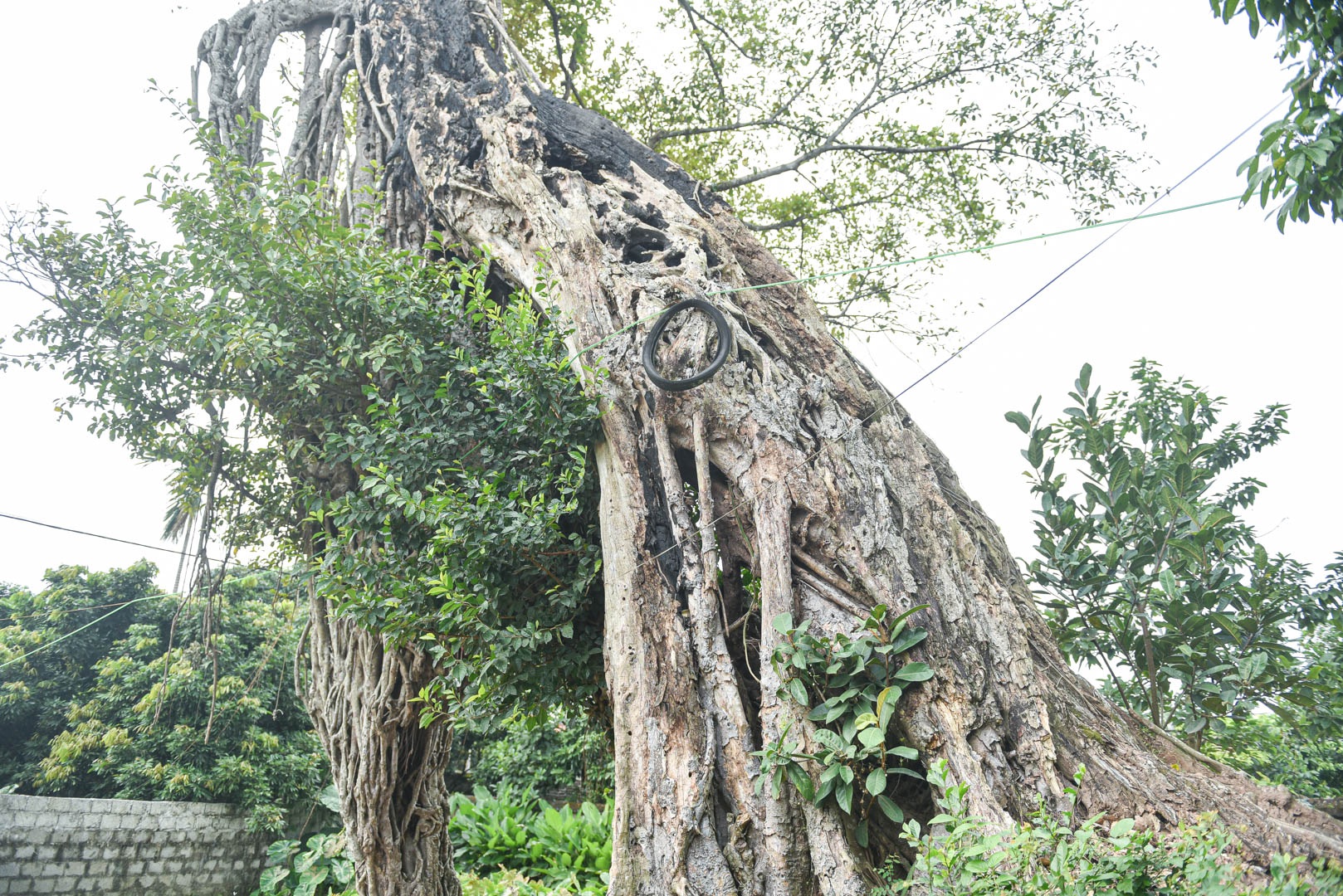 Cây đa 500 tuổi có bộ rễ khủng tạo thành cổng làng 'độc' nhất ở Hưng Yên - Ảnh 7.