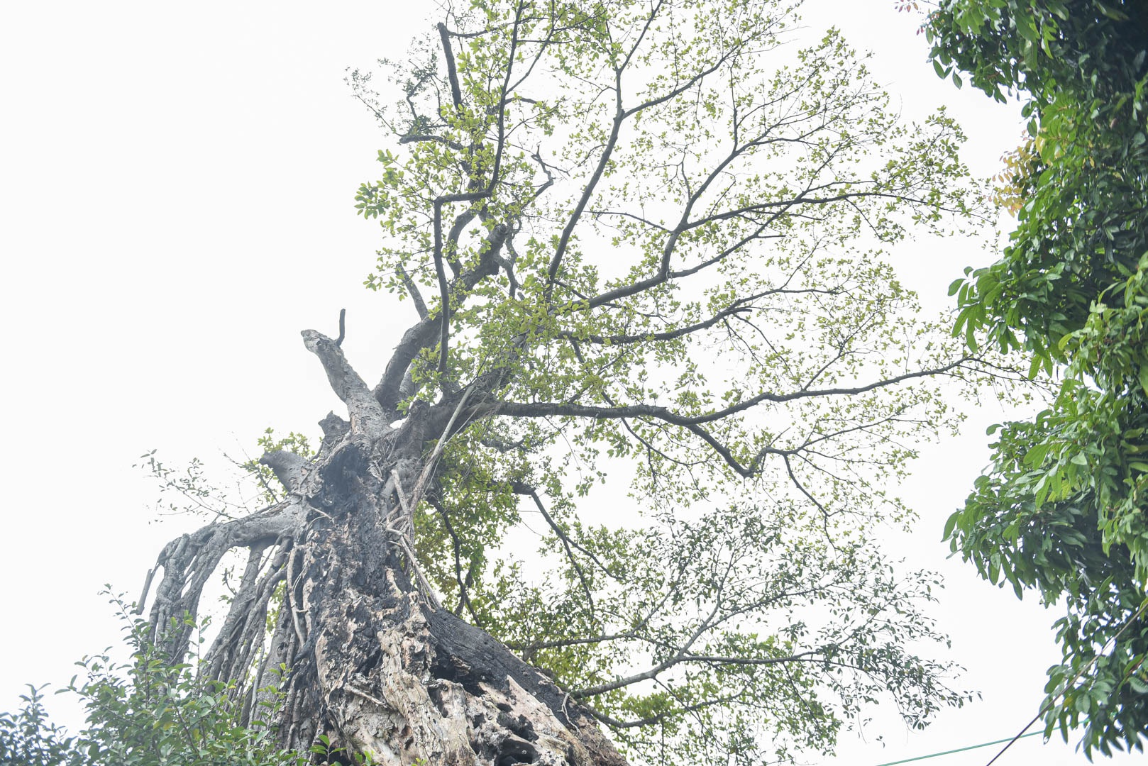 Cây đa 500 tuổi có bộ rễ khủng tạo thành cổng làng 'độc' nhất ở Hưng Yên - Ảnh 10.