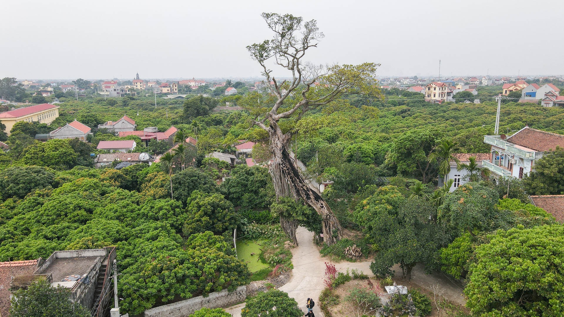 Cây đa 500 tuổi có bộ rễ khủng tạo thành cổng làng 'độc' nhất ở Hưng Yên - Ảnh 2.